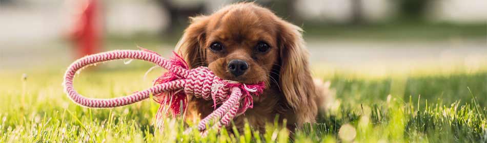 Pet sitters, dog walkers in the Allentown, Lehigh Valley PA area